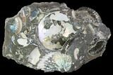 Wide Ammonite Cluster - South Dakota #98707-1